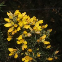 Ulex europaeus L.